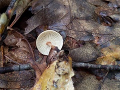 Collybiopsis subnuda