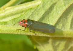 Aulacizes quadripunctata