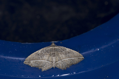 Rhynchobapta eburnivena