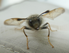 Pseudoclavellaria amerinae