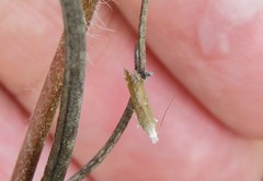 Isophrictis kefersteiniella