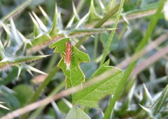 Isophrictis kefersteiniella