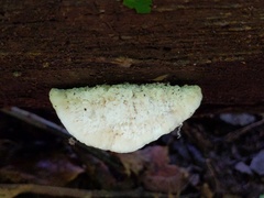 Tyromyces galactinus