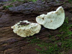 Tyromyces galactinus