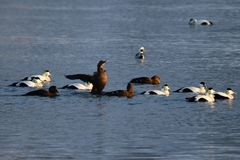 Somateria mollissima