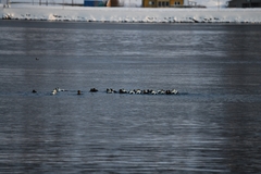 Somateria mollissima