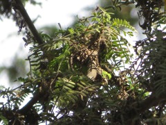 Prosopis limensis