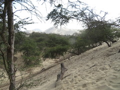 Prosopis limensis