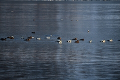 Somateria mollissima