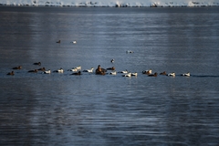 Somateria mollissima