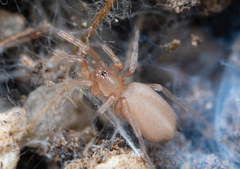 Neozimiris pubescens