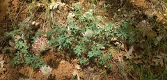 Trifolium macrocephalum