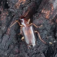 Dromius