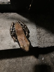 Hydrophylax bahuvistara