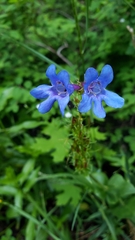 Penstemon cyananthus cyananthus