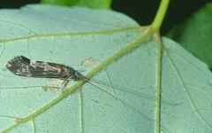 Ceraclea transversa