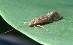 Hydropsyche simulans