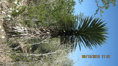 Yucca carnerosana