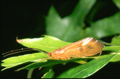 Pycnopsyche guttifera