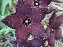 Orbea melanantha