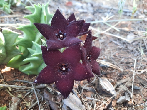 Orbea melanantha 3
