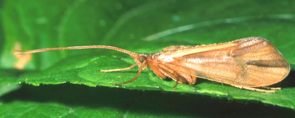 Platycentropus amicus