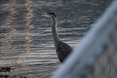 Ardea cinerea