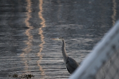 Ardea cinerea