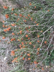 Erica manipuliflora