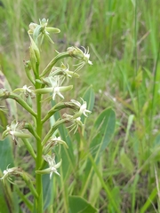 Habenaria humilior