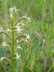 Habenaria humilior