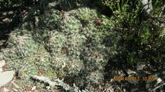 Coryphantha nickelsiae