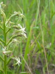 Habenaria humilior