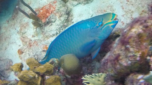 Photo of Queen parrotfish (Scarus vetula)