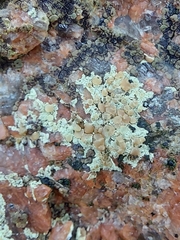 Lecanora intricata