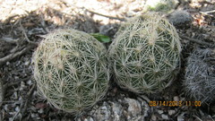 Coryphantha nickelsiae