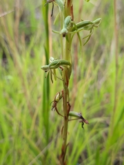 Habenaria filicornis