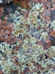 Lecanora intricata