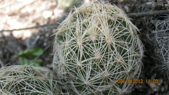 Coryphantha nickelsiae