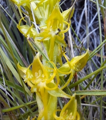 Habenaria lithophila