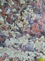 Lecanora intricata