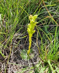Habenaria lithophila
