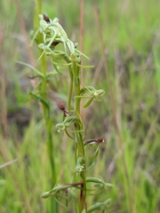 Habenaria filicornis
