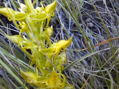 Habenaria lithophila