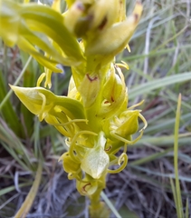 Habenaria lithophila