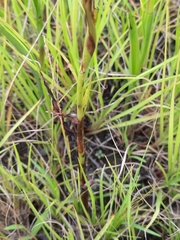 Habenaria filicornis