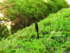 Geoglossum glabrum
