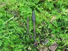 Geoglossum glabrum