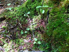 Geoglossum difforme