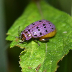 Alagoasa vigintiseptemmaculata